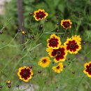 대운상대길 이미지