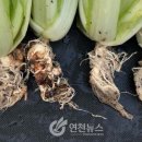 연천개발
