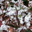 눈꽃이피다 이미지