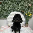 강아지 미용실 이미지