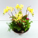 골든뷰티 이미지