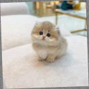 은빛동물병원 | 서울먼치킨고양이분양 숏레그 성격 체감 후기