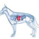 광장동물병원 이미지