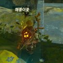 해품꽃