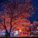 경주의 밤 벚꽃 이미지