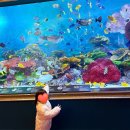 아마존타워 | 코엑스 아쿠아리움 아기랑 후기 | 롯데타워 비교, 인어공주 공연