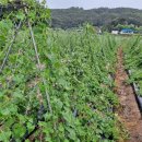 삼형제농장 이미지