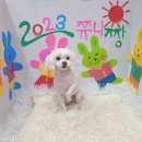 쮸니짱 펫살롱 이미지