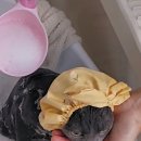 무마취 고양이 미용실 반할고양 이미지