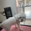 멍키매직 이미지