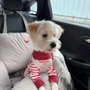 스마일독 | 패리스독 스마일 중형견카시트 뒷좌석카시트 L사이즈 후기