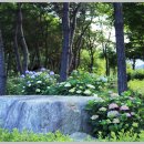 화명대천천 이미지