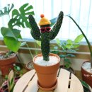 칵투스 아일랜드 이미지