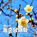 매화 - 구리시 동구릉로6번길 9-1 | 매화