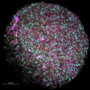 평행 우주 연산 (Parallel Universe Simulation) - 유기체지성(Organoid Intelligence)완성5년 이미지
