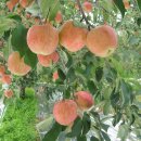 고향풍년 이미지