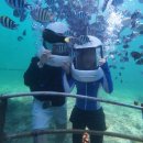 4826 | 코타키나발루 호핑투어 현장 예약 흥정후기 마무틱섬 사피섬