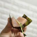 오로 | 동탄2 참치 맛집 오로지참치,참치랑 연어 포장 후기