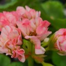 러블리몽 이미지