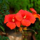 들꽃산장 이미지