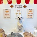 메리몽드 펫살롱 | [ 다미 미용 리뷰 ] 메리몽드 펫살롱 / 내돈내산 낙성대 애견미용