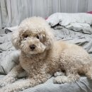 뽀리&쵸쵸 | [당곡사거리 강아지미용 추천] 단골 강아지미용샵 찾았다~ :) 믿고 맡길 수 있는 뽀리앤쵸쵸 내돈내산후기