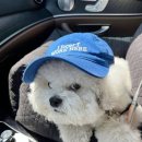 (주)비앤비 | 내돈내산 호주 시드니 에어비앤비 추천! (시드니 숙소 추천, 서리힐즈 숙소, 서리힐즈 에어비앤비)