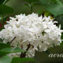 행복한날 이미지