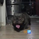 아메리칸 불리 하우스 이미지