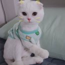 헬로 리틀 애니멀 이미지