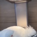 개버드 스쿨 이미지