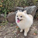 니멍내멍 이미지