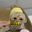 펫맘 | 😭 룽지 눈물 소탕 대작전! 😭 포켄스 뉴트리션트릿 눈물&amp;피부 영양제 급여 후기 네이버 펫 바우처