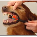 목욕하는 강아지 이미지