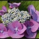 알리바바한의원 이미지