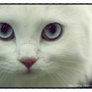 위니펫동물병원 이미지