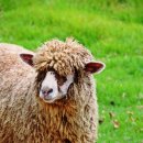 포니랜드 이미지