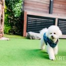 펌킨 펫하우스 청담 이미지