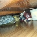 카라동물병원 이미지