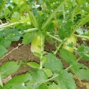 난드르 통나무집 이미지