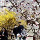 역대 두번째로 빨리 핀 서울 벚꽃…여의도 봄꽃축제 4월4일 [포토] 이미지