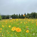 깊어가는 가을의 플로리스트(10월) | 거창 가볼만한 곳 가을 창포원 국화축제 준비 중 산책코스 지애플 카페