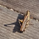 개봉점 기아오토큐 | 이공이오 십일월 일기