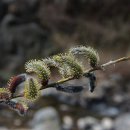 분홍강아지 이미지