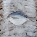 고흥냉동