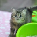 아이러브펫 동물병원 이미지