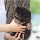 몽냥몽냥 강아지분양 은평점 이미지