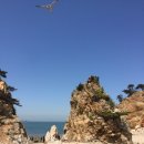 당진갈매기