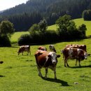 중부목장 이미지