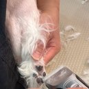 부천애견미용 멍미살롱 이미지